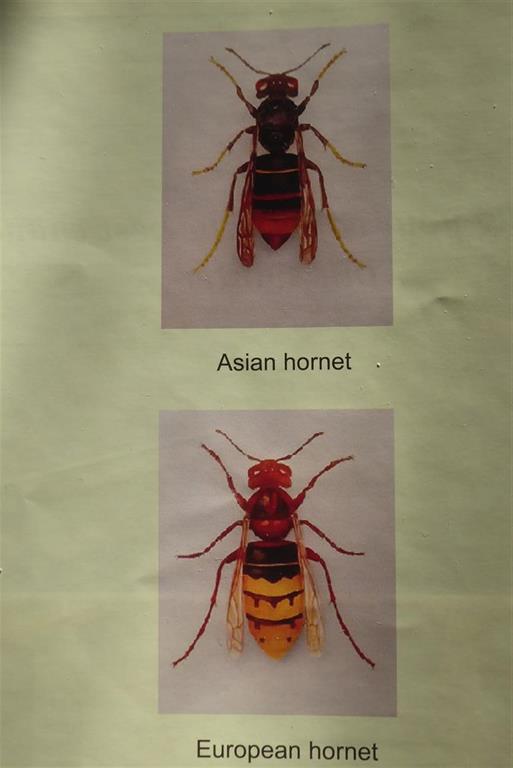 asian hornets