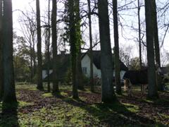 House behind trees