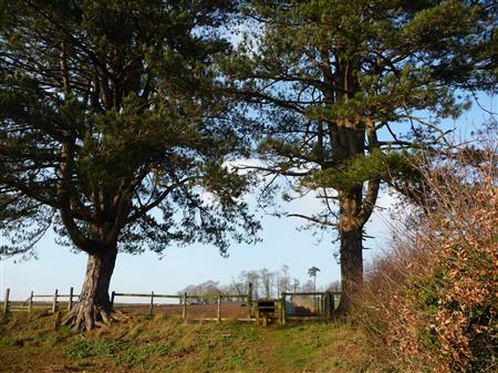 Trees by a fence