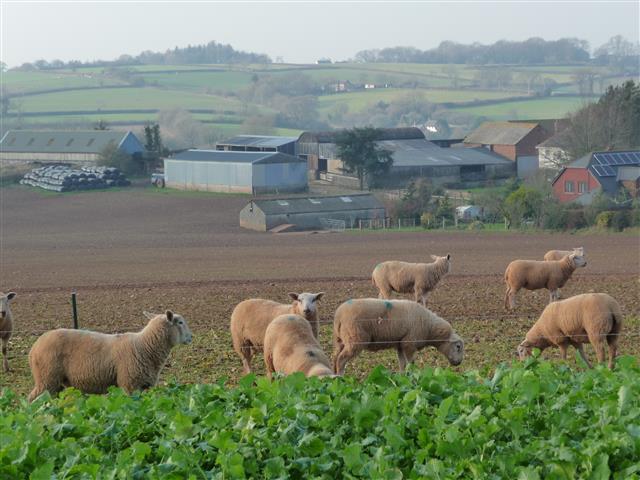 Sheep in a field