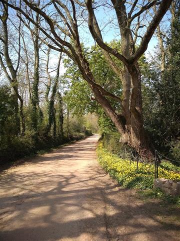 Tree leaning over a path