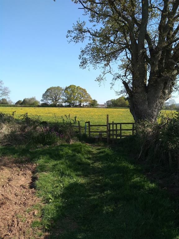 A tree and a fence