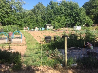 Talaton Allotment