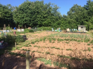 Talaton Allotment